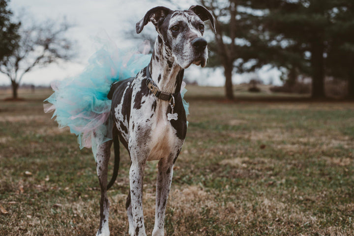 GET YOUR FREAK ON Bone-Shaped Pet Tag Salt and Sparkle